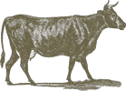 Cow